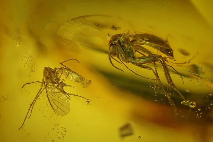 Two Detailed Fossil Flies (Diptera) In Baltic Amber #128287